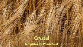  Presentation with harvest is plentious - Presentation theme consisting of economics crop - barley field before the harvest background and a tawny brown colored foreground