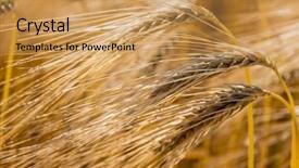  Presentation with christian harvest - Slide set consisting of economics crop - barley field before the harvest background and a yellow colored foreground