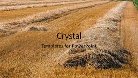 Presentation with economics - Slides enhanced with economics crop - cereal field with wheat background and a  colored foreground