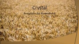  Presentation with economics - Colorful slides enhanced with economics crop - cornfield in summer backdrop and a  colored foreground