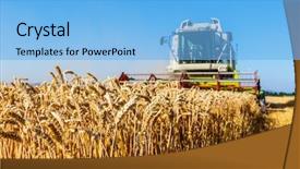  Presentation with harvest - PPT layouts with economics crop - cornfield with wheat at harvest background and a  colored foreground