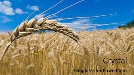  Presentation with cereal bar snacks - Slides having economics crop - ears of barley background and a  colored foreground