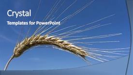  Presentation with economics - Beautiful presentation featuring economics crop - wheat field backdrop and a  colored foreground