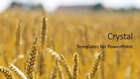  Presentation with economics - Slide deck enhanced with economics crop - wheat on a field background and a  colored foreground