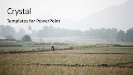  Presentation with rice field - Presentation theme featuring economy third world country - chinese farmer working on rice background and a white colored foreground