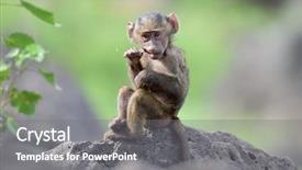  Presentation with ecotourism - PPT layouts with ecotourism - cute baby baboon in african background and a gray colored foreground