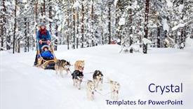  Presentation with winter family - Slides having ecotourism - husky dogs are pulling sledge background and a sky blue colored foreground