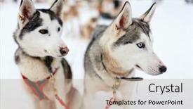  Presentation with ecotourism - Slide set featuring ecotourism - sledding with husky dogs background and a coral colored foreground