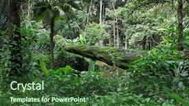  Presentation with ecotourism - Presentation theme having ecotourism - tijuca forest rio de janeiro background and a tawny brown colored foreground