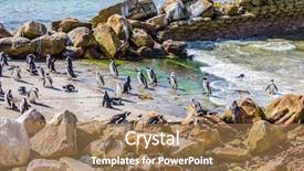  Presentation with south beach - PPT theme with ecotourism boulders penguin colony background and a coral colored foreground