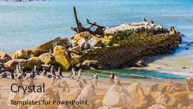  Presentation with space colony - Colorful presentation theme enhanced with ecotourism boulders penguin colony backdrop and a coral colored foreground
