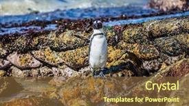  Presentation with space colony - Audience pleasing presentation design consisting of ecotourism boulders penguin colony backdrop and a tawny brown colored foreground