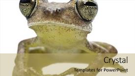  Presentation with ecuador - Amazing slide set having ecuador and peru endangered amphibian backdrop and a yellow colored foreground