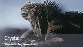  Presentation with ecuador - Slides consisting of ecuador galapagos islands marine iguana background and a dark gray colored foreground