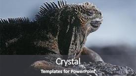  Presentation with ecuador - Colorful PPT theme enhanced with ecuador galapagos islands marine iguana backdrop and a dark gray colored foreground