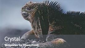  Presentation with ecuador - Cool new PPT layouts with ecuador galapagos islands marine iguana resting on rock close up backdrop and a gray colored foreground