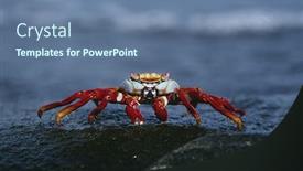  Presentation with ecuador - Presentation theme enhanced with ecuador galapagos islands sally lightfoot crab on rock close up background and a ocean colored foreground