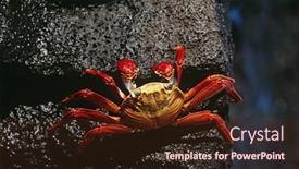  Presentation with ecuador - Beautiful presentation theme featuring ecuador galapagos islands sally lightfoot crab on rock view from above backdrop and a tawny brown colored foreground