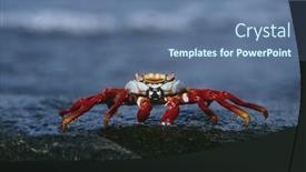  Presentation with ecuador - Presentation consisting of ecuador galapagos islands sally lightfoot crab on rock close up background and a ocean colored foreground