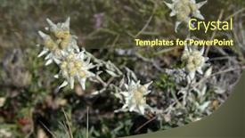  Presentation with flower - Slides with edelweiss-flower-guaphalium-leontopodium background and a tawny brown colored foreground