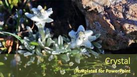  Presentation with alpine - Amazing presentation having edelweiss-flowers-close-up-leontopodium backdrop and a tawny brown colored foreground
