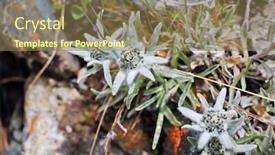  Presentation with flowers - Presentation theme consisting of edelweiss-flowers-close-up-leontopodium background and a violet colored foreground