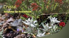  Presentation with alpine - Beautiful presentation theme featuring edelweiss-flowers-close-up-leontopodium backdrop and a tawny brown colored foreground