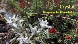  Presentation with alpine - Theme consisting of edelweiss-flowers-close-up-leontopodium background and a tawny brown colored foreground