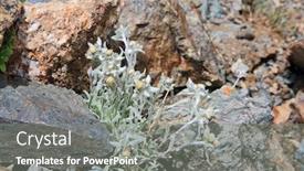  Presentation with alpine - Beautiful PPT theme featuring edelweiss-flowers-close-up-leontopodium backdrop and a gray colored foreground