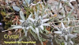  Presentation with tropical flowers close up - Slides with edelweiss-flowers-close-up-leontopodium background and a tawny brown colored foreground