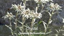  Presentation with mountains - Beautiful PPT theme featuring edelweiss-leontopodium-alpinum-mountains-flower backdrop and a gray colored foreground