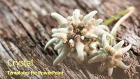 Presentation with wooden - Audience pleasing presentation design consisting of edelweiss-leontopodium-alpinum-on-wooden backdrop and a violet colored foreground