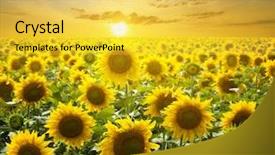  Presentation with beauty - Colorful slide deck enhanced with assault rifle on us marines camouflage uniform backdrop and a gray colored foreground