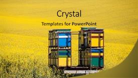  Presentation with bee - Cool new PPT theme with edge of beautiful flowering rape backdrop and a yellow colored foreground