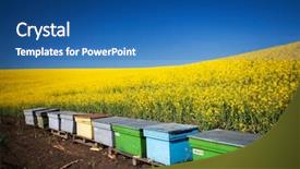  Presentation with bee - Cool new slide set with edge of beautiful flowering rape backdrop and a ocean colored foreground