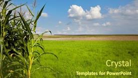  Presentation with corn field - Presentation design enhanced with edge-of-corn-field background and a tawny brown colored foreground