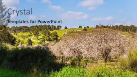  Presentation with february - Presentation design consisting of edge-of-large-blooming-almond background and a light blue colored foreground