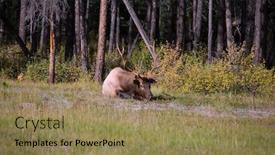  Presentation with dirt - Audience pleasing slide deck consisting of edge-of-the-coniferous-forest backdrop and a coral colored foreground