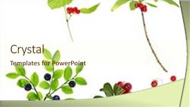 Presentation with berries - Beautiful PPT theme featuring strawberry plant wild stawberry bushes - edible and poisonous forest berries backdrop and a cream colored foreground