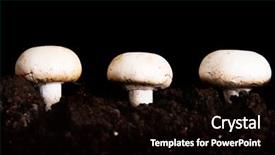  Presentation with mushroom - Slide set enhanced with edible button mushroom champignon background and a black colored foreground