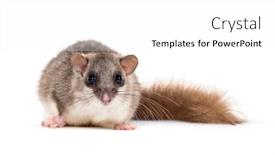  Presentation with fat - Slide deck having sensory - edible dormouse or fat dormouse background and a white colored foreground