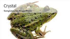  Presentation with candy edible film - Presentation design enhanced with edible-frog-in-front background and a white colored foreground