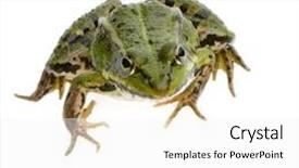  Presentation with frog - Audience pleasing slide deck consisting of edible-frog-in-front backdrop and a white colored foreground