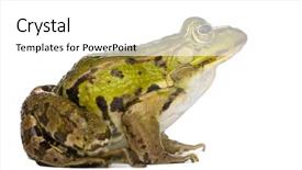  Presentation with edible food packaging - Slides featuring edible frog - rana esculenta in front of a white background background and a white colored foreground