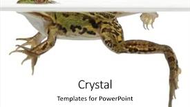  Presentation with frog - Amazing PPT theme having edible frog rana esculenta in water in front of white background backdrop and a white colored foreground