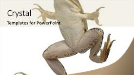  Presentation with frog - PPT theme enhanced with edible frog rana esculenta in front of white background background and a soft green colored foreground