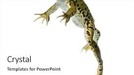  Presentation with frog - Colorful slide deck enhanced with edible frog swimming at the surface of the water pelophylax kl esculentus isolated on white backdrop and a white colored foreground