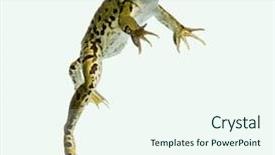  Presentation with frog - Colorful PPT theme enhanced with edible frog swimming at the surface of the water pelophylax kl esculentus isolated on white backdrop and a cool aqua colored foreground