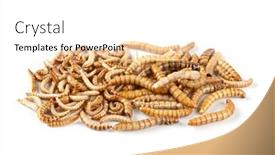  Presentation with background - PPT layouts featuring edible-insects-mealworms-and-buffalo background and a white colored foreground