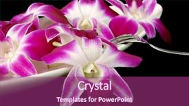  Presentation with edible flower - Beautiful presentation design featuring edible karma orchids on appetizer backdrop and a violet colored foreground